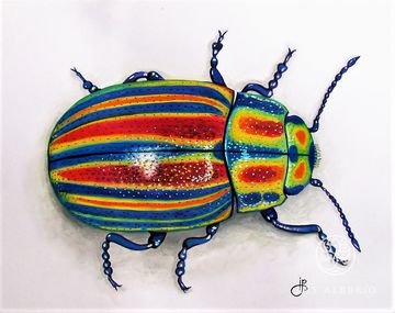 Rainbow beetle