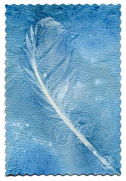 Feather of a bird of heaven