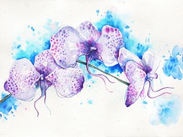 White orchids on a blue background