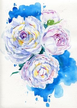 White peonies on a blue background