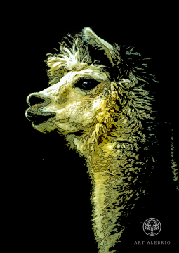 golden llama