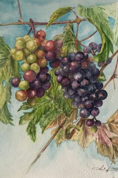 Grape branch