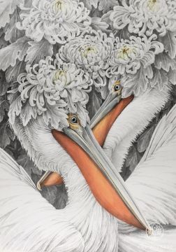 Pelicans-chrysanthemums