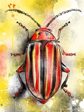 Summer Beetle